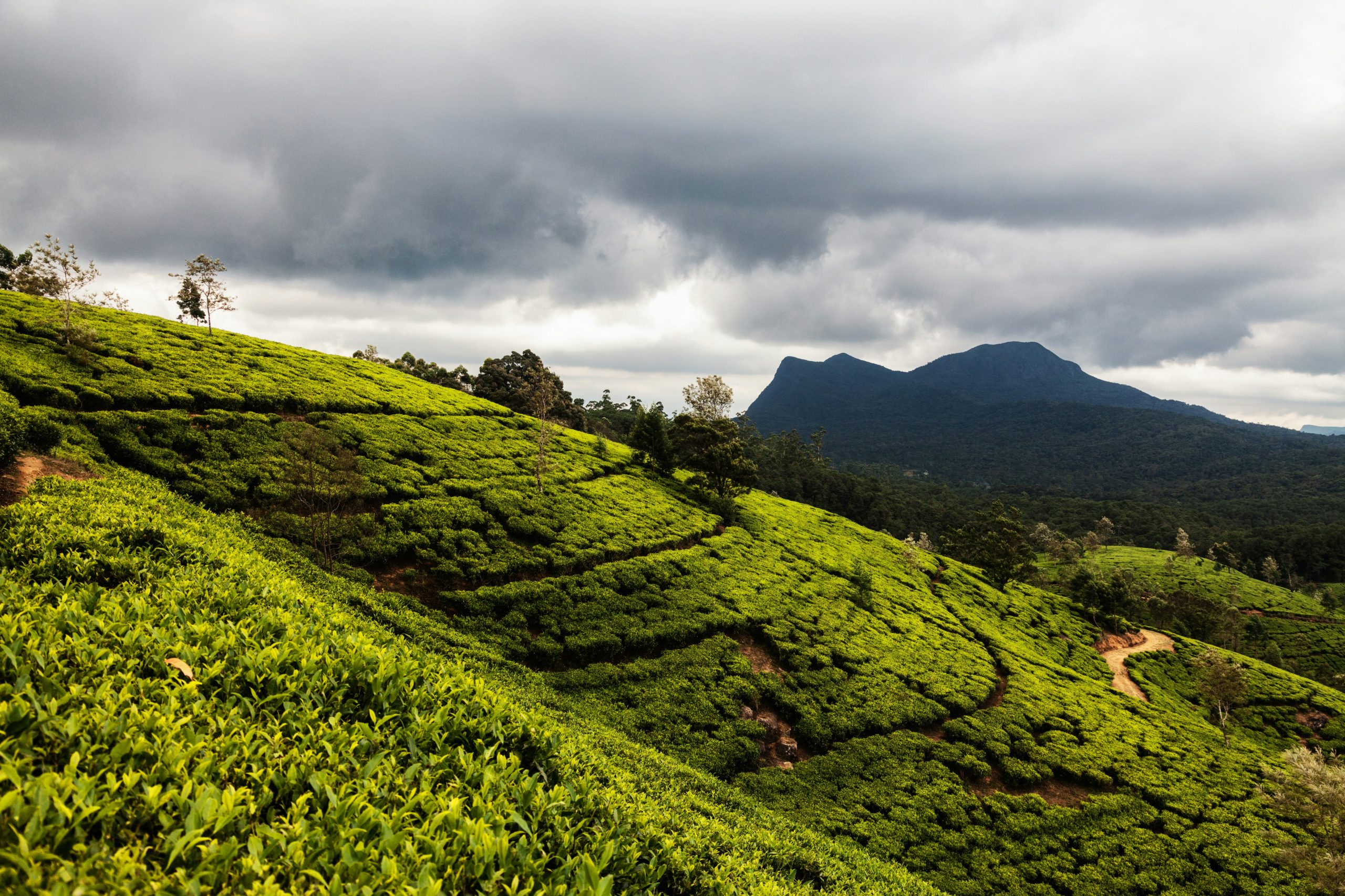 Tea Plantations