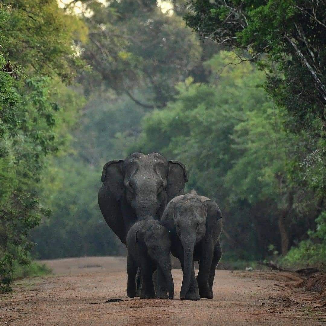 Yala Elephant Herds, Yala National Park