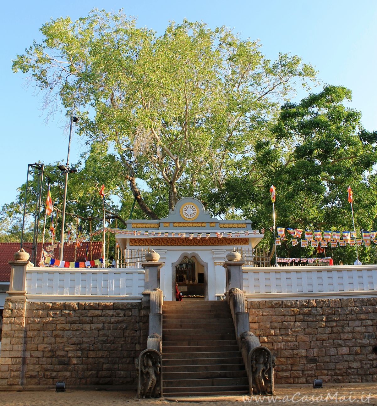 Sri Maha Bodhi, Anuradhapura